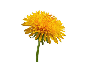Close-up of a vibrant yellow dandelion (1)