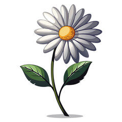 Bright chamomile and daisy flowers on a white background in close-up view