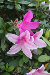 pink flowers in the garden