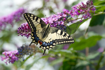 Old World Swallowtail or common yellow swallowtail (Papilio machaon) sitting on summer lilac in Zurich, Switzerland