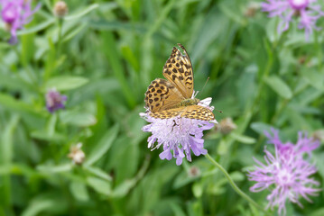 Silver-washed Fritillary butterfly (Argynnis paphia) sitting on pink flower in Zurich, Switzerland