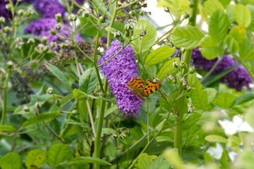 Comma butterfly (Polygonia c-album) perched on summer lilac in Zurich, Switzerland
