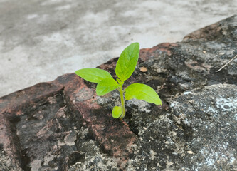 Small Plant Growing Through Stone