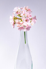 Flores de geranio de color rosa pálido con fondo blanco  y colores vivos dentro de una botella