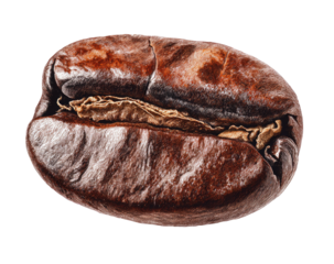 Close-up of a roasted coffee bean, showing its textured surface and inner structure