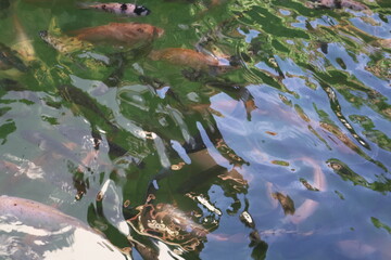 fish in the water