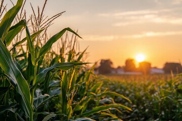 Sunset shines over a cornfield with lush green stalks in the evening light