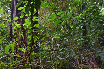green leaves background