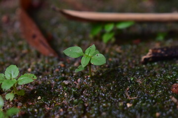 Small plant on rock