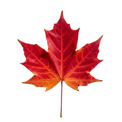 Red Maple Leaf: A single, vibrant red maple leaf with visible veins and classic serrated lobes, isolated against a transparent background