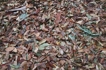 background of dry leaves