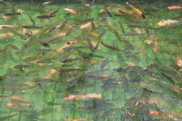 fish in the water