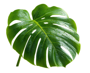 Close-up of a large, vibrant green leaf.  Water droplets cling to the surface.  Intricate, deeply veined pattern