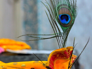A peacock feather (Pavo cristatus) stands upright with its vibrant blue and green eye pattern.