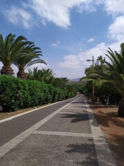 Fototapeta premium palm trees on the beach