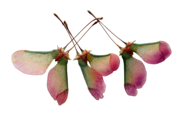 Close-up of three seed pods, likely from a maple tree, with delicate, pink-and-green wings.  The pods are arranged in a loose cluster, their slender stems intertwining.  