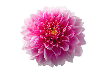 Close-up of a vibrant pink dahlia.  A single,  perfectly formed,  pink flower,  with a gradient of lighter pink towards the edges,  is centered against a black background.  