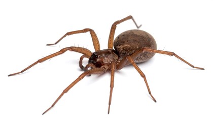 Side view of a brown spider (1)