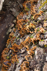 Brown mushrooms growing on a tree in Germany
