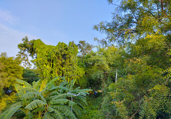Lush Green Tropical Vegetation Under Clear Blue Sky