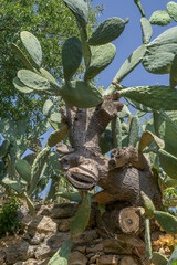 Prickly Pear Cactus with Unique Trunk in Mediterranean Landscape