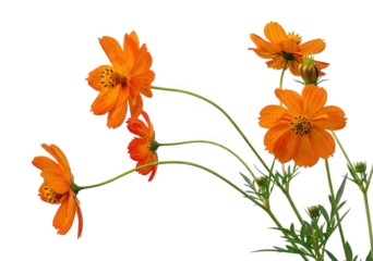 Beautiful orange cosmos flowers isolated on transparent background in full bloom