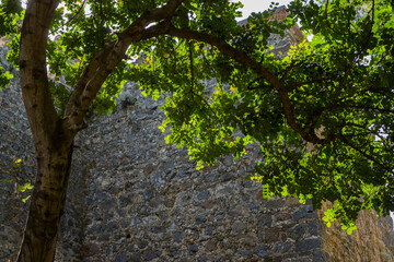 Tree with Green Leaves Casting Shadows on Ancient Stone Wall