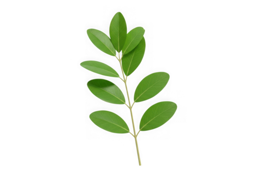 Close-up of a green leafy stem with delicate leaves on a black background transparent background
