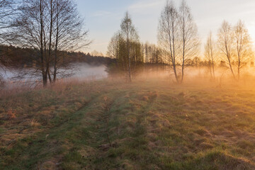 spring morning in the wood
