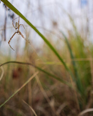 Close-up of a striped wasp spider - Argiope bruennichi - in a web