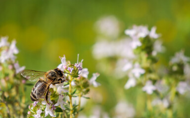 Busy bee pollinating vibrant flowers in a sunlit natural garden