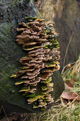 Turkey tail growing on log in Germany