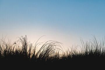 Long grass swaying gently in the warm evening breeze at sunset, creating a peaceful and serene atmosphere, with a vibrant sky displaying stunning hues of orange and blue