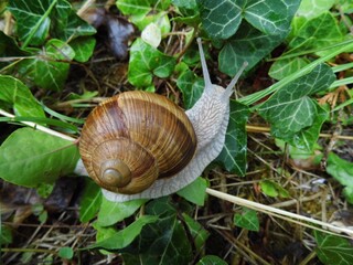 snail of my garden