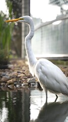 Naklejka premium Eastern great egret (Ardea alba modesta) looking for some food in the water