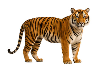 Obraz premium Indochinese Tiger Standing Proudly, Full Body Portrait with Sharp Fur and Stripes, Photorealistic Wildlife Image on Pure White Background