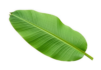 Obraz premium Vibrant green banana leaf isolated on black for tropical designs and organic themes transparent background