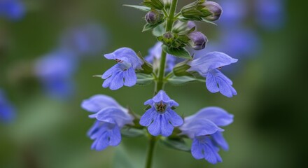 Close-up vibrant blue flowers