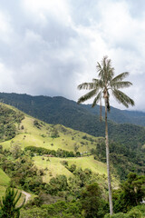 Cocora Valley. Wax palms in Colombia. View of a magical forest in Colombia called cocora valley with many wax palms and mist. Travel Colombia