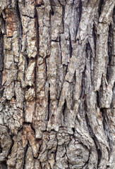 The structure of the bark of an oak tree, in the wild on a sunny spring day, close-up