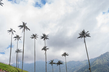Cocora Valley. Wax palms in Colombia. View of a magical forest in Colombia called cocora valley with many wax palms and mist. Travel Colombia