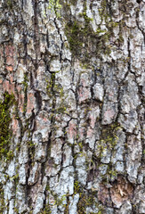 The structure of the bark of an oak tree, in the wild on a sunny spring day, close-up