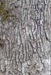 Obraz premium The structure of the bark of an oak tree, in the wild on a sunny spring day, close-up