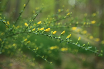Slender vieled deciduous shrub with clustered yellow floral buds