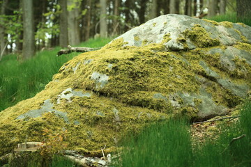 Moss covered boulder within temperate forest understory environment