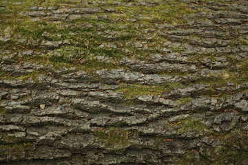 Moss covered rough tree bark closeup texture