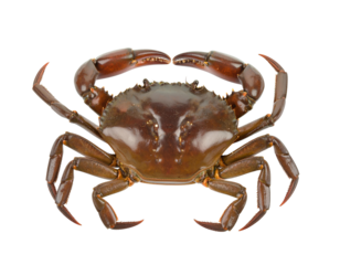 A giant coconut crab with big claws isolated on transparent background.