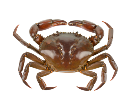 A giant coconut crab with big claws isolated on transparent background.