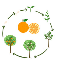 Circular Orange Life Cycle Diagram for Science Education