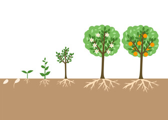 Orange Tree Life Cycle Illustration from Seed to Fruiting Plant